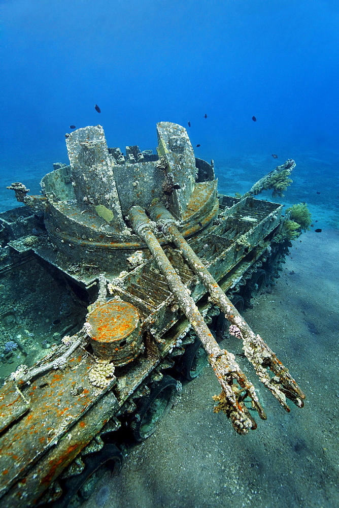 American tank M42 Duster with self-propelled 40mm anti-tircraft gun, wreck, Hashemite Kingdom of Jordan, Red Sea, Western Asia