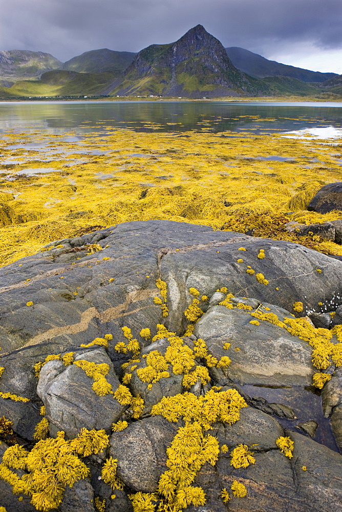 Malnes, island of Vestvagoya, Lofoten, Norway, Scandinavia, Europe