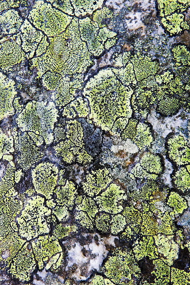 Map lichen on a stone, Norway, Scandinavia, Europe