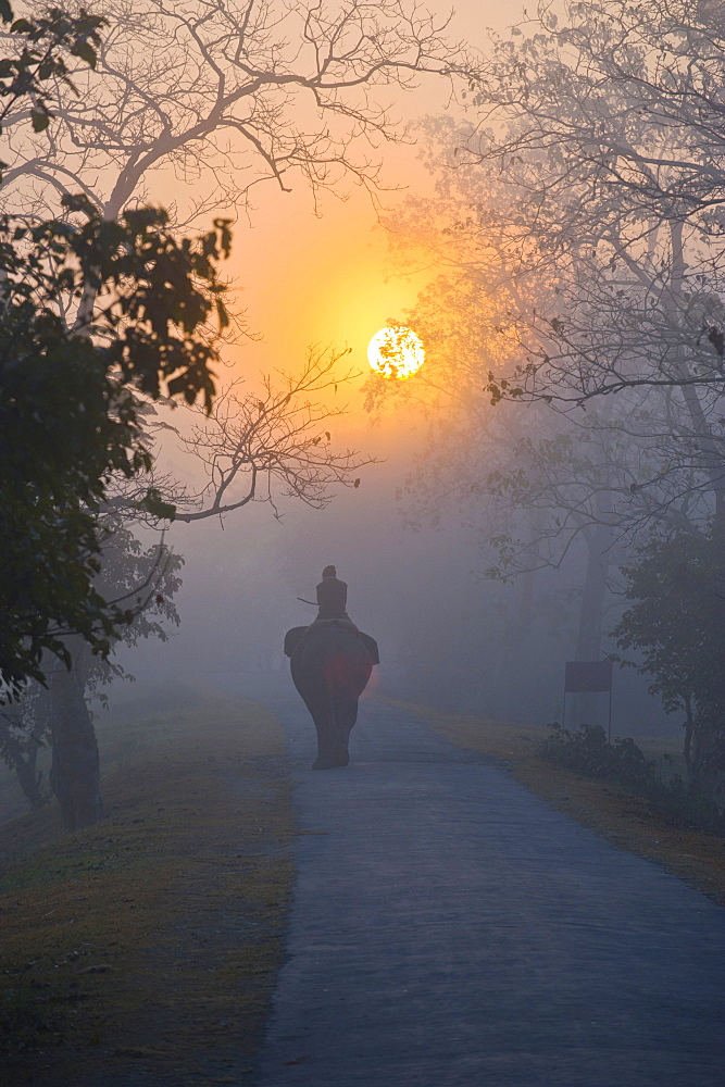 Elephant and rider in the mist under the rising sun, UNESCO World Natural Heritage Site of Kaziranga National Park, Assam, North East India, India, Asia