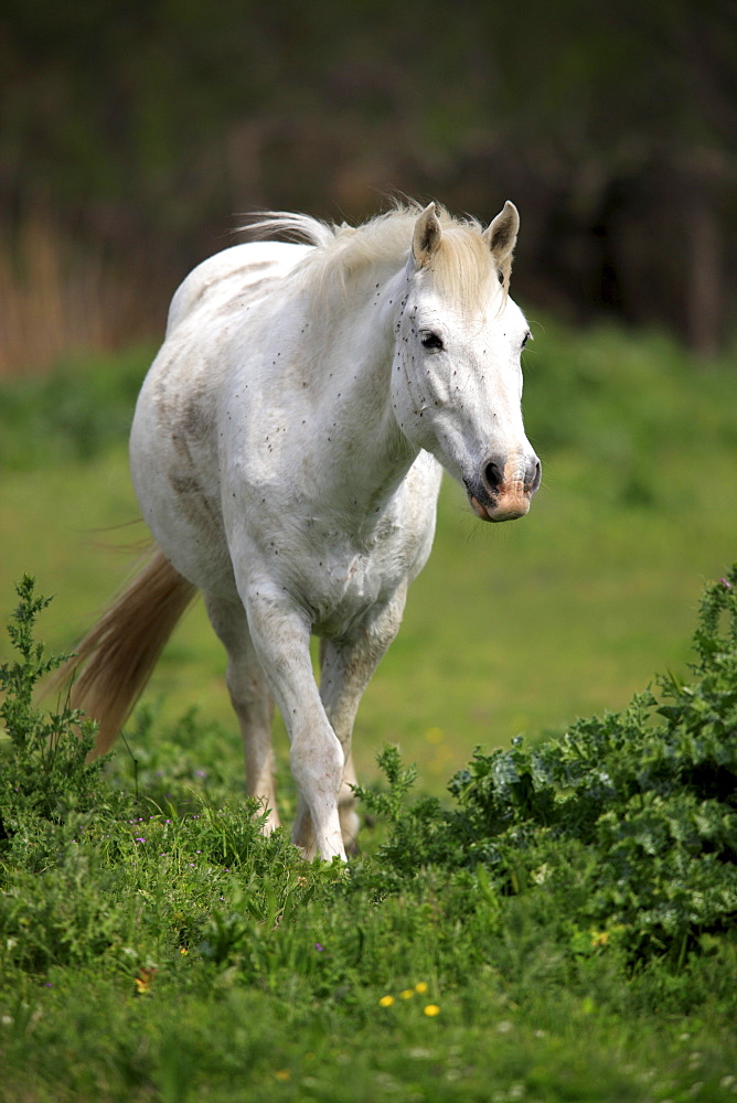 Camargue Horse (Equus caballus), mare, Saintes-Marie-de-la-Mer, Camargue, France, Europe