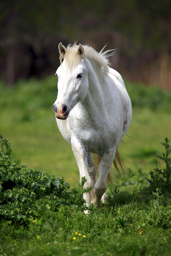 Camargue Horse (Equus caballus), mare, Saintes-Marie-de-la-Mer, Camargue, France, Europe