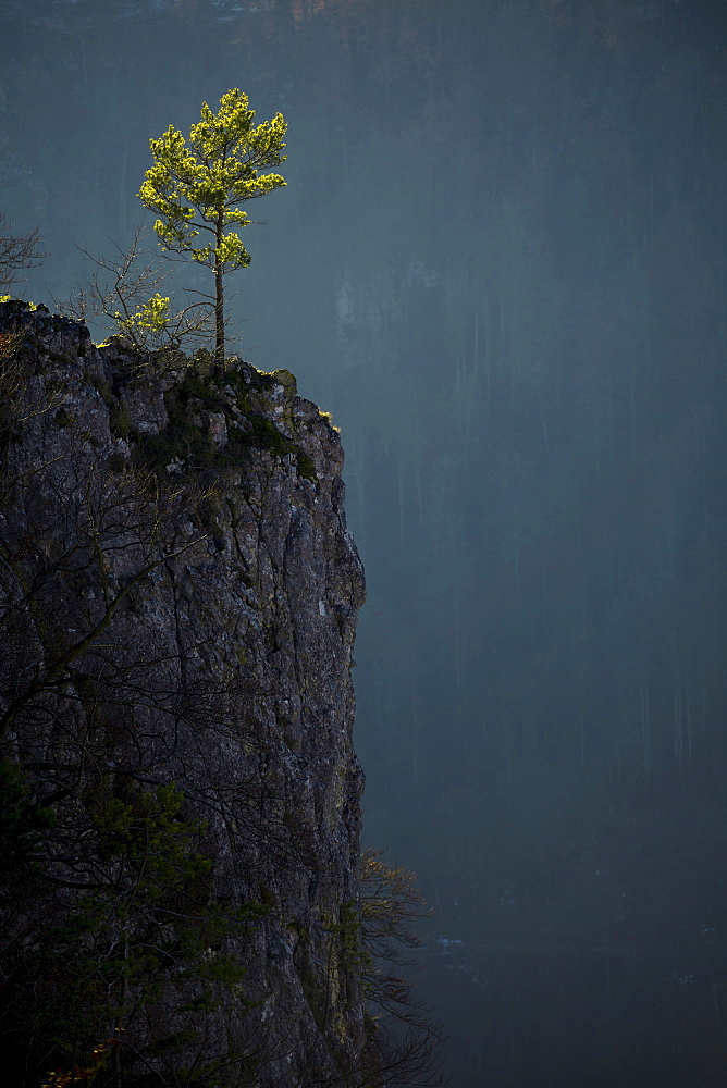 Lonely tree on the Schaufelsen rock in the Danube valley, Baden-Wuerttemberg, Germany, Europe