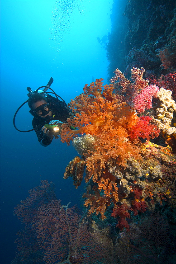 Diver with soft coral, Philippines