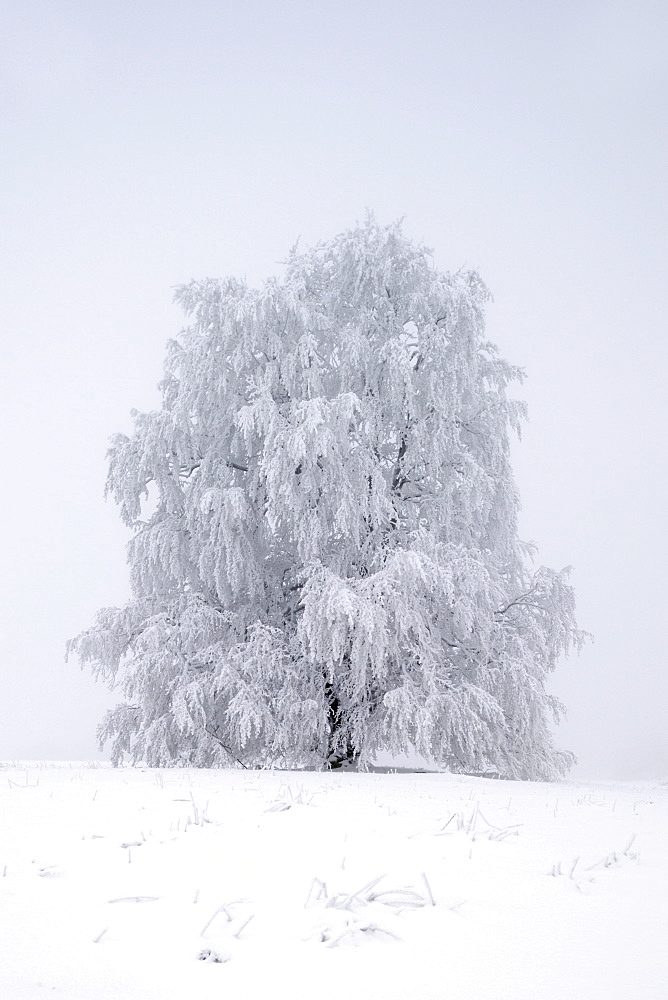 European beech (Fagus sylvatica), winter landscape, Swabian Alb, Baden-Wuerttemberg, Germany, Europe