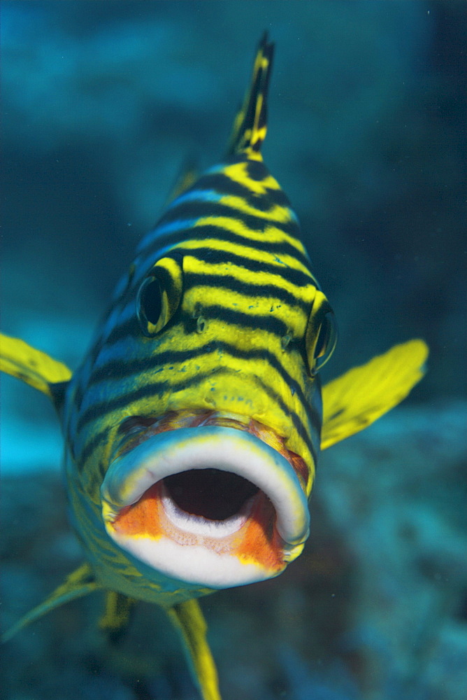 Oriental Sweetlipp (Plectorhinchus orientalis)