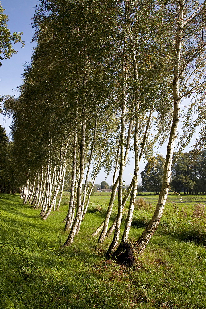 Avenue of birch trees, Spreewald Biosphere Reserve, Brandenburg, Germany, Europe