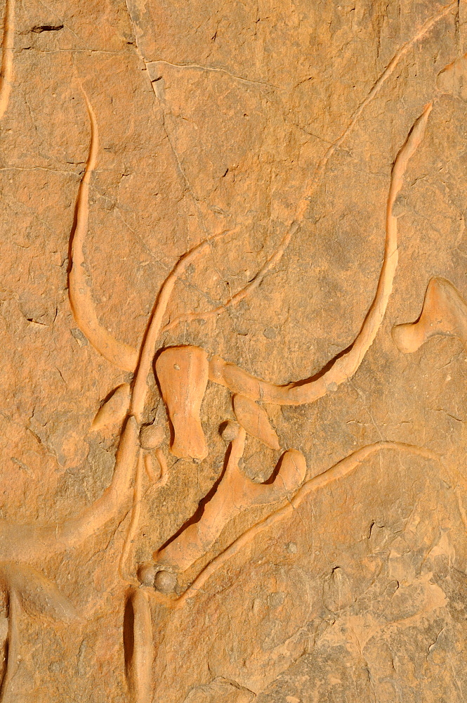 Rock engraving of a crying cow, neolithic rockart near Djanet, Tassili n'Ajjer National Park, Unesco World Heritage Site, Wilaya Illizi, Algeria, Sahara, North Africa, Africa