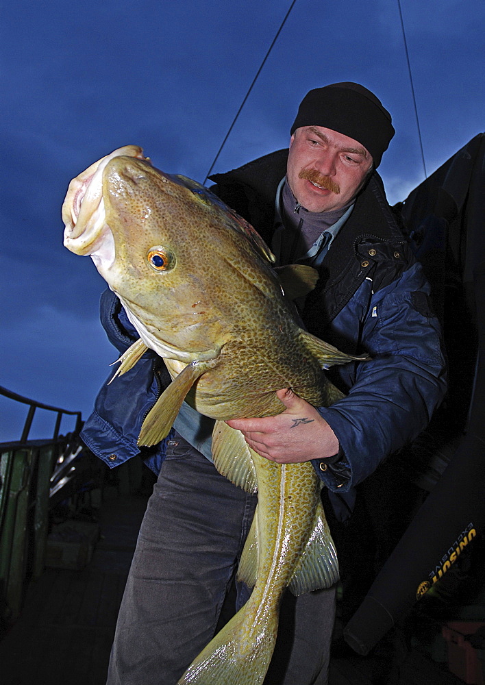 Cod (Gadus morhua). Barents Sea, Norway