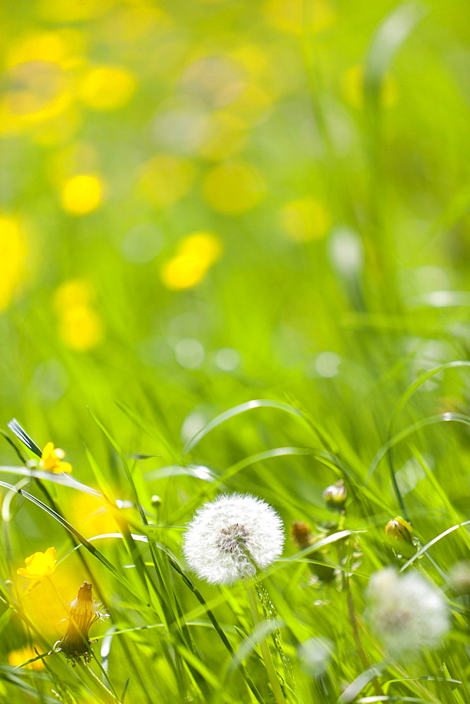 Spring meadow