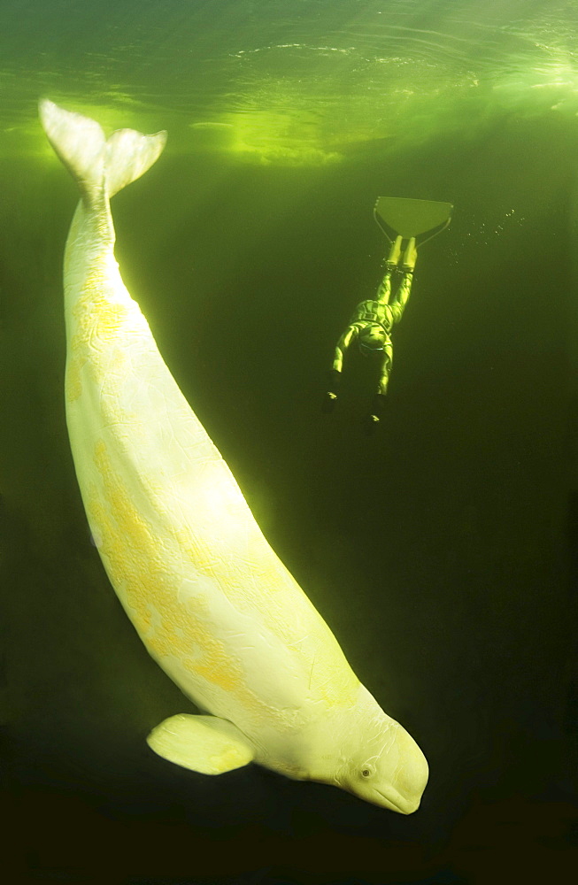 Beluga whale (Delphinapterus leucas). White Sea, White Karelia, Russia