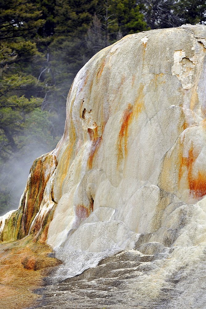 Orange Mound Road, Upper Terraces, limestone sinter terraces, geysers, hot springs, colorful thermophilic bacteria, microorganisms, dead trees, Mammoth Hot Springs Terraces in Yellowstone National Park, Wyoming, America