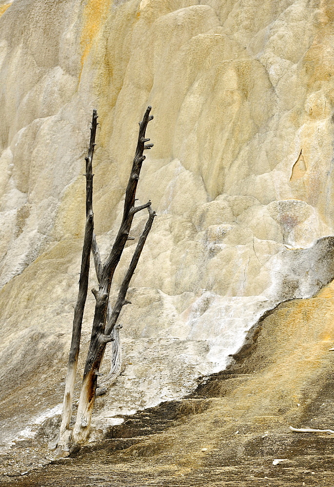 Orange Mound Road, Upper Terraces, limestone sinter terraces, geysers, hot springs, colorful thermophilic bacteria, microorganisms, dead trees, Mammoth Hot Springs Terraces in Yellowstone National Park, Wyoming, America