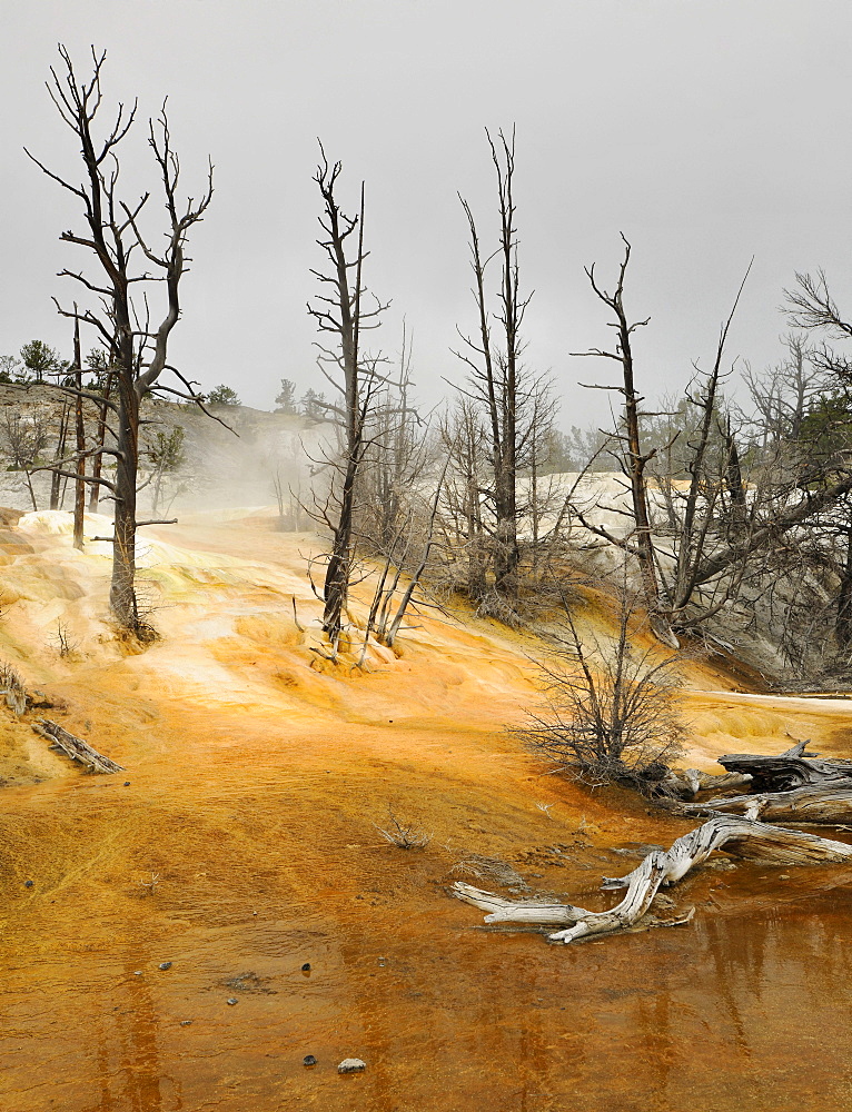 Dead trees at Angel Terrace, Upper Terraces, limestone sinter terraces, geysers, hot springs, Mammoth Hot Springs Terraces in Yellowstone National Park, Wyoming, America