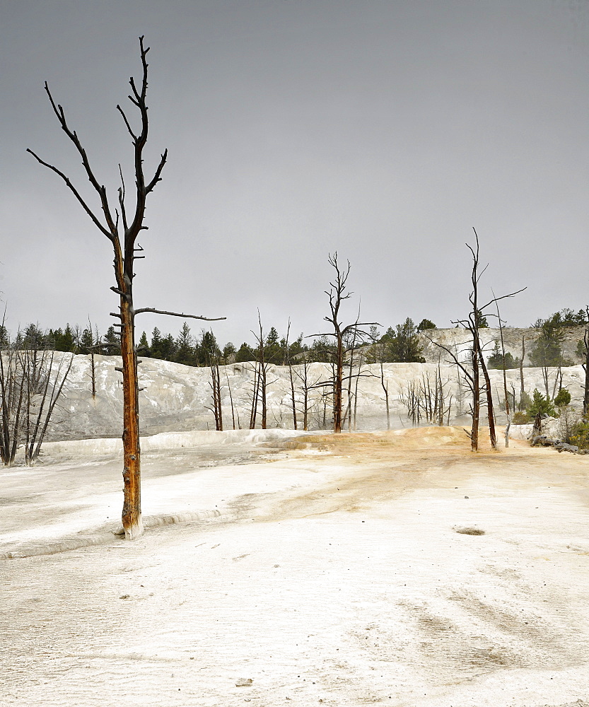 Dead trees at Angel Terrace, Upper Terraces, limestone sinter terraces, geysers, hot springs, Mammoth Hot Springs Terraces in Yellowstone National Park, Wyoming, America