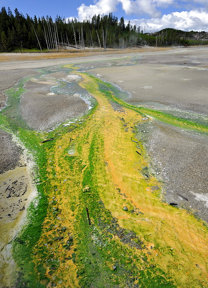 Outlet of the Pinwheel Geyser, Porcelain Basin, Norris Geyser Basin, colored thermophilic bacteria, microorganisms, geysers, geothermal springs in Yellowstone National Park, Wyoming, United States of America, USA