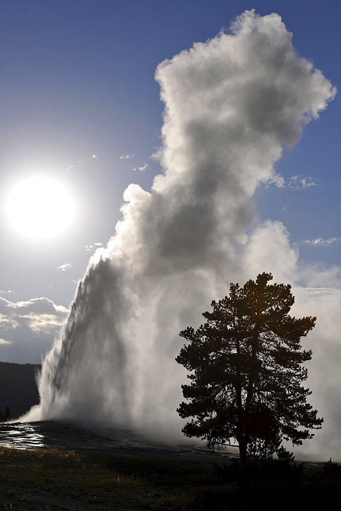 Old Faithful feyser eruption, Upper Geyser Basin, geothermal springs in Yellowstone National Park, Wyoming, United States of America, USA