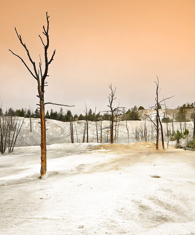 Fossilized, dead trees in the Angel Terrace, Upper Terraces, limestone sinter terraces, hot springs, Mammoth Hot Springs Terraces, Yellowstone National Park, Wyoming, United States of America, USA