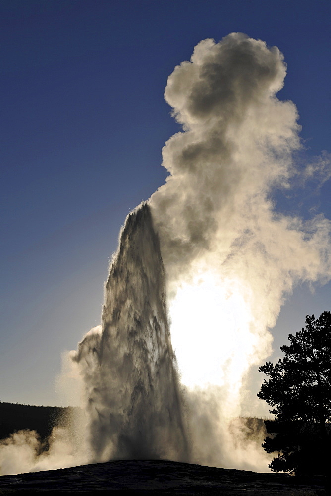 Eruption of the Old Faithful geyser, Upper Geyser Basin, geothermal springs in Yellowstone National Park, Wyoming, United States of America, USA