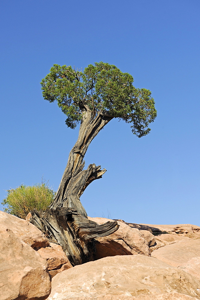 Utah Juniper (Juniperus osteosperma), growing between rocks, Grand Canyon, Arizona, USA, America