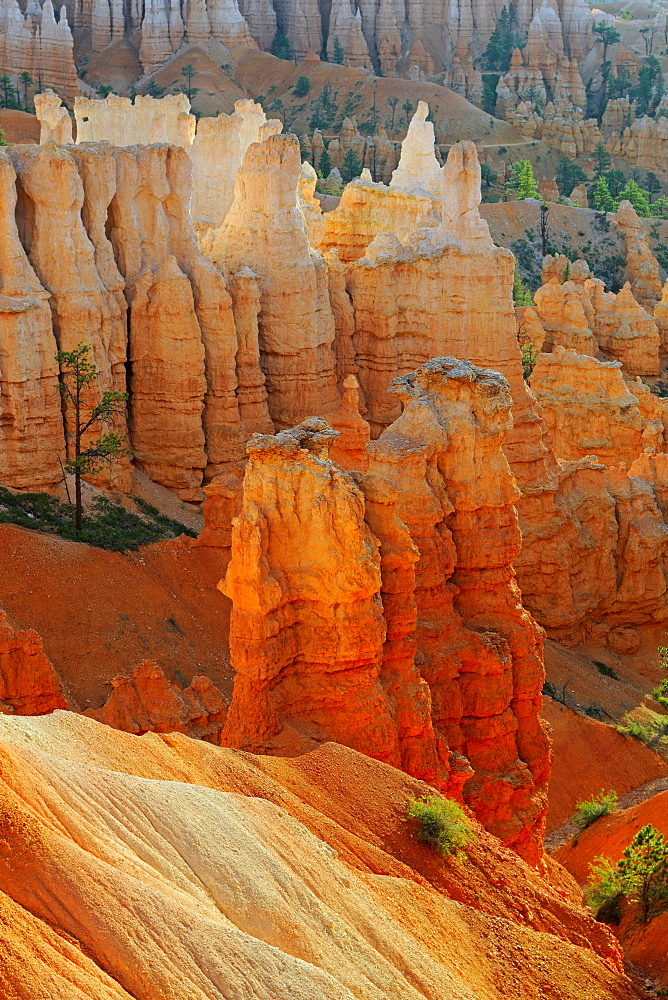 Rock formations and hoodoos in the evening, Bryce Canyon National Park, Sunset Point, Utah, USA, America