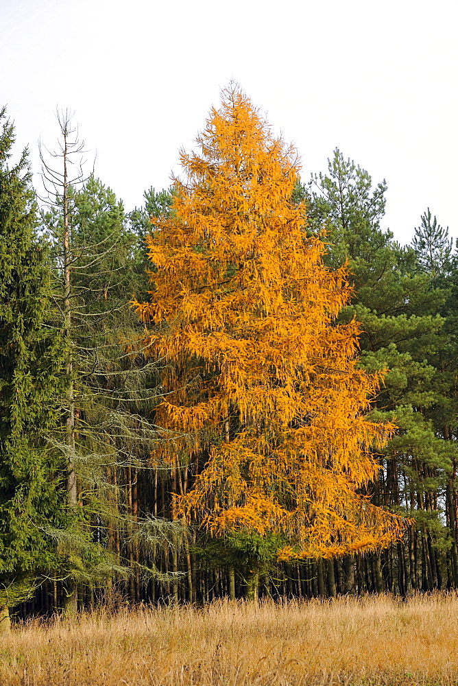 European larch (Larix decidua) in autumn