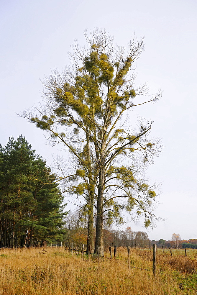 Beech (Fagus), overgrown with European mistletoe (Viscum album)