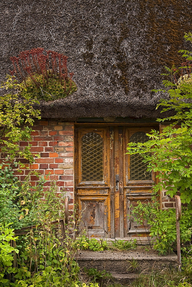 Old dilapidated house with vegetation growing on the roof, Hagen, Ruegen, Mecklenburg-Western Pomerania, Germany, Europe