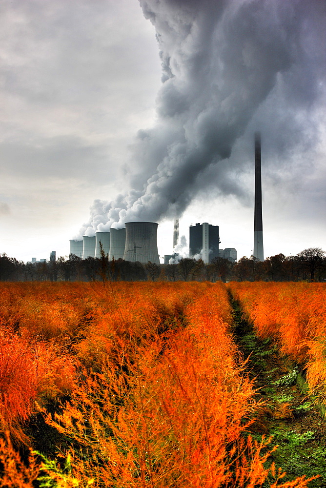 Faded asparagus field in autumn, in the back the E.ON coal power plant in Gelsenkirchen-Scholven, North Rhine-Westphalia, Germany, Europe