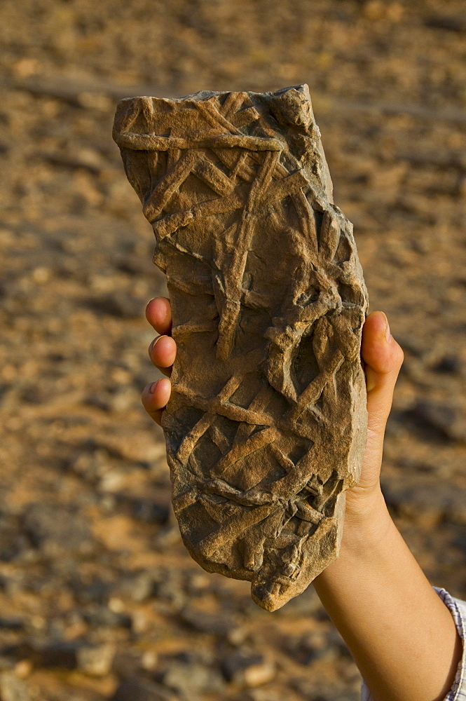 Fossilized plants, Tasset, Algeria, Africa