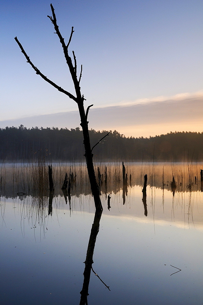 Sunrise on a lake with dead trees in the Mueritz National Park, Mecklenburg-Western Pomerania, Germany, Europe