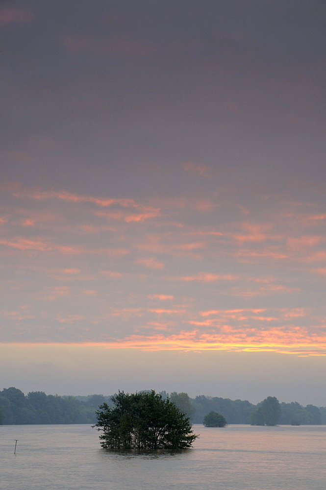 Flooded grassland on the Elbe river near Dessau at sunrise, Mittlere Elbe biosphere reserve, Saxony-Anhalt, Germany, Europe