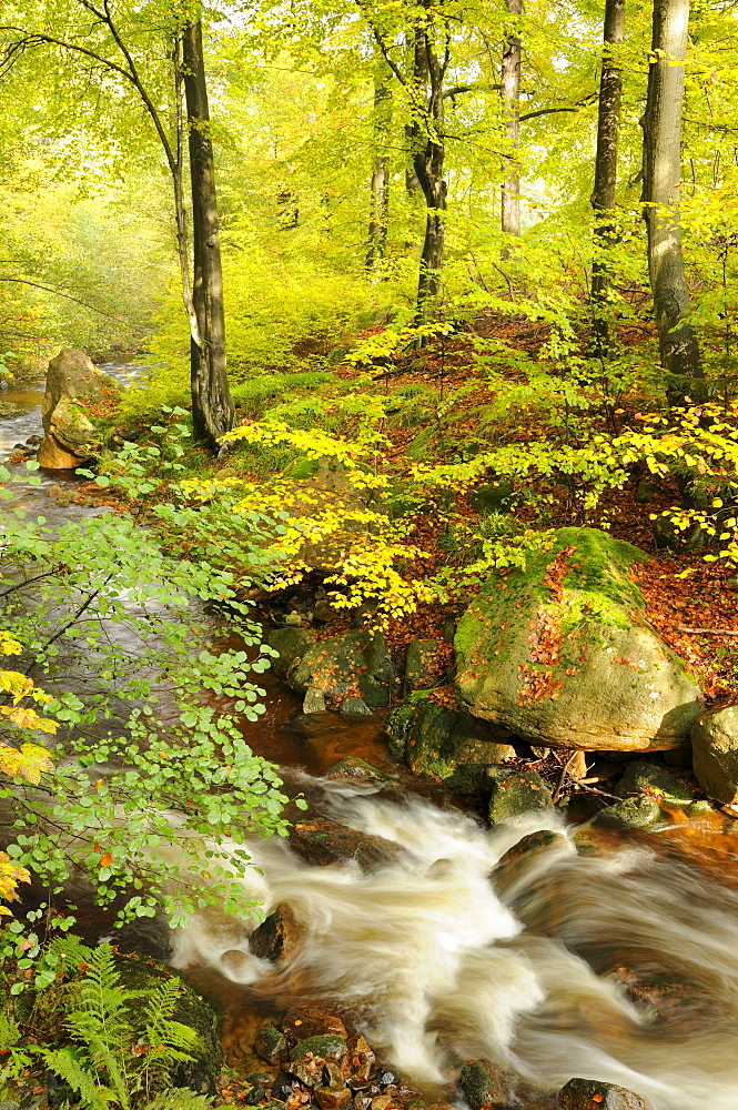 Ilse river near Ilsenburg in autumn, Harz mountain range, Saxony-Anhalt, Germany, Europe