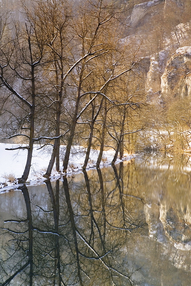 Trees reflected in the Danube, Naturpark Obere Donau nature park, Swabian Alb, Baden-Wuerttemberg, Germany, Europe