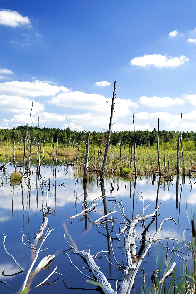 Dead trees and clouds reflected in the water of the Schwenninger Moos bog, Baden-Wuerttemberg, Germany, Europe