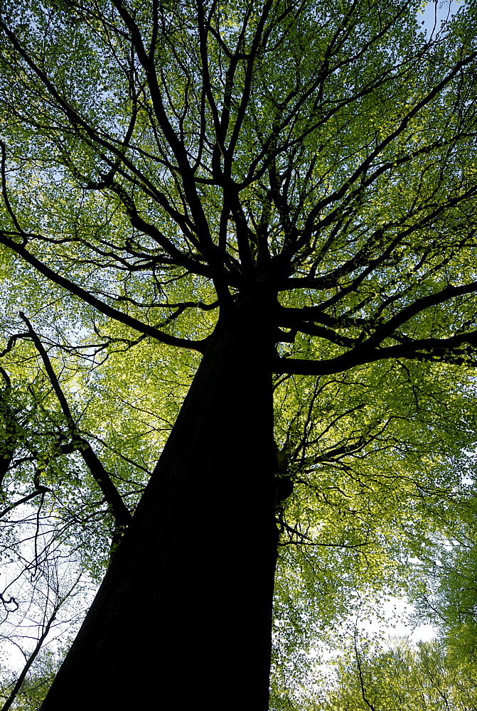 Old European Beech (Fagus sylvatica) in spring, worm's-eye view