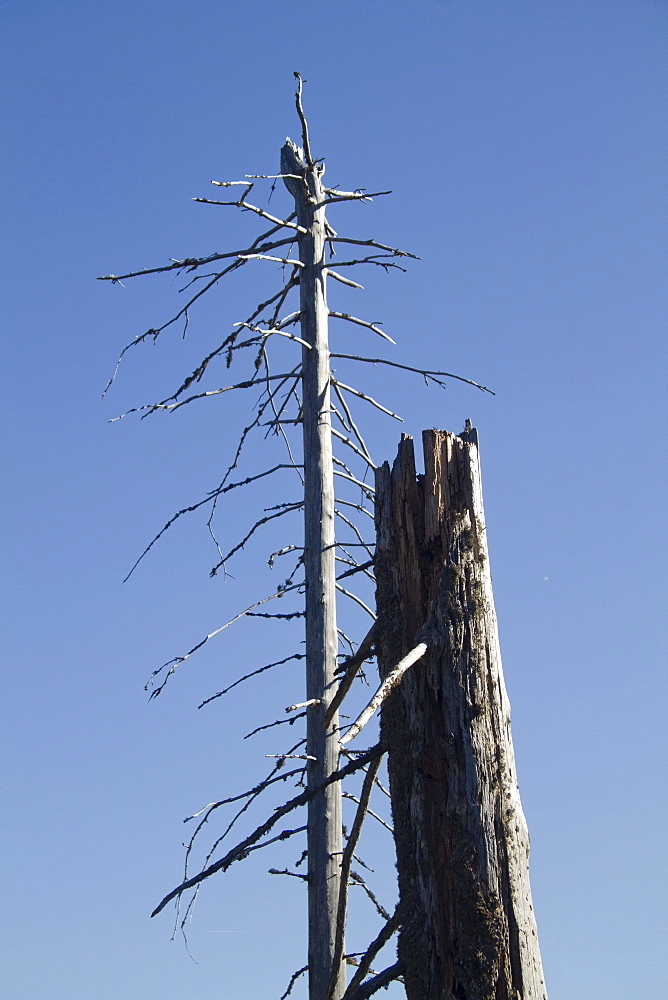 Dead spruce (Picea abies), Mt. Feldberg, Black Forest, Black Forest, Landkreis Hochschwarzwald county, Baden-Wuerttemberg, Germany, Europe