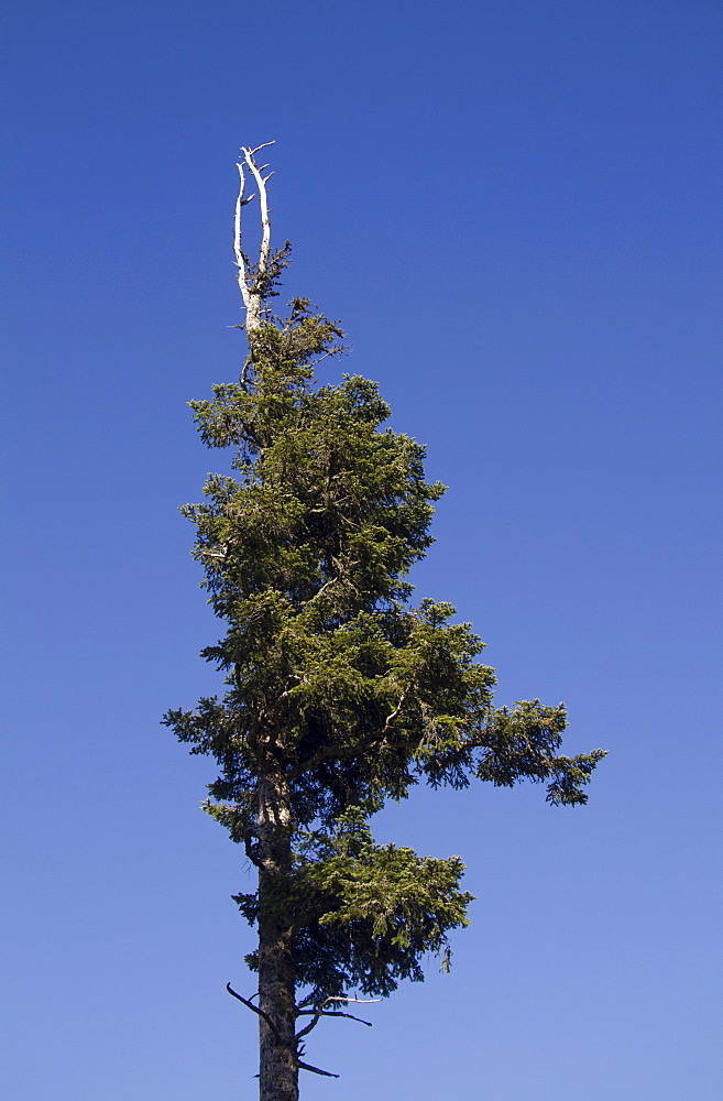 Dead spruce (Picea abies), Mt. Feldberg, Black Forest, Black Forest, Landkreis Hochschwarzwald county, Baden-Wuerttemberg, Germany, Europe