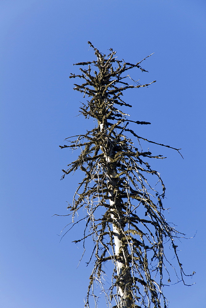 Dead spruce (Picea abies), Mt. Feldberg, Black Forest, Black Forest, Landkreis Hochschwarzwald county, Baden-Wuerttemberg, Germany, Europe