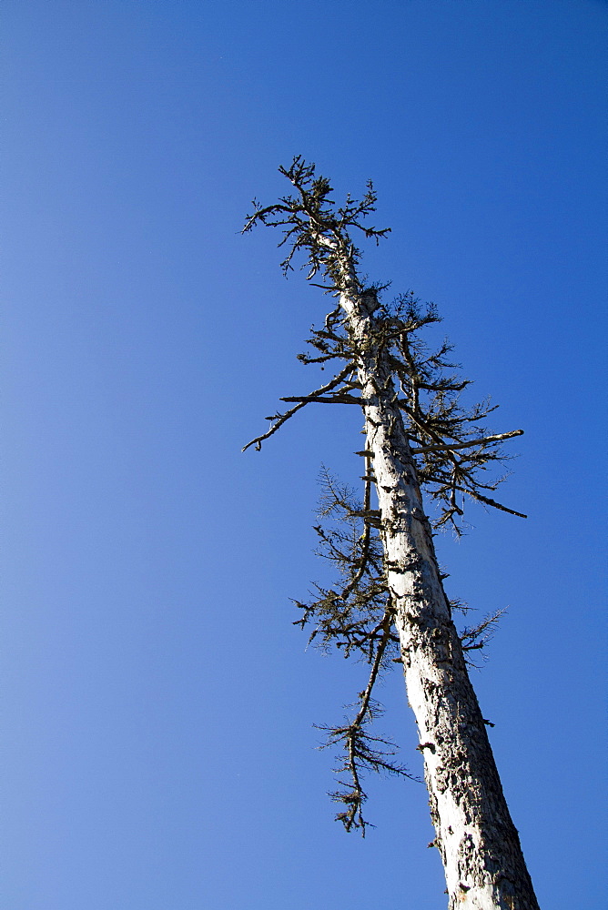 Dead spruce (Picea abies), Mt. Feldberg, Black Forest, Black Forest, Landkreis Hochschwarzwald county, Baden-Wuerttemberg, Germany, Europe