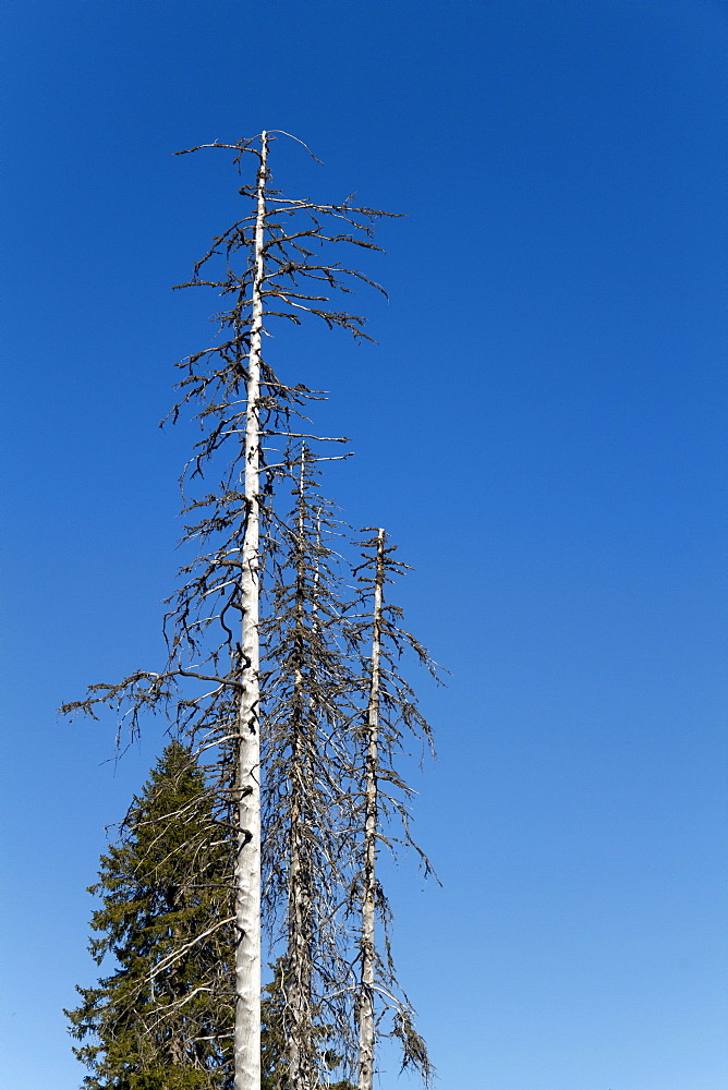 Dead spruce (Picea abies), Mt. Feldberg, Black Forest, Black Forest, Landkreis Hochschwarzwald county, Baden-Wuerttemberg, Germany, Europe