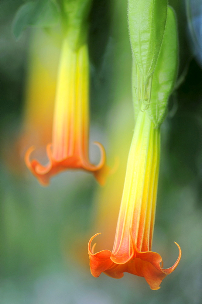 Red Angel's Trumpet (Brugmansia sanguinea) from South America