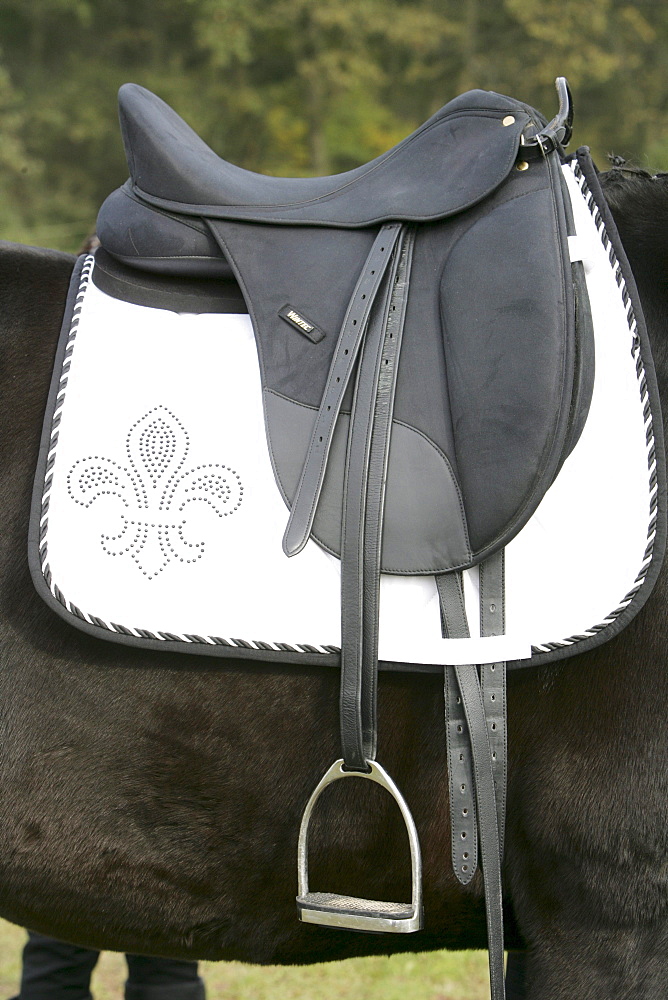 Saddle with saddle blanket on a dressage horse