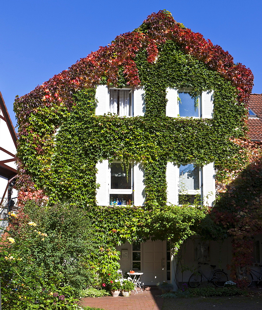 Virginia creeper (Parthenocissus tricuspidata) on a house wall