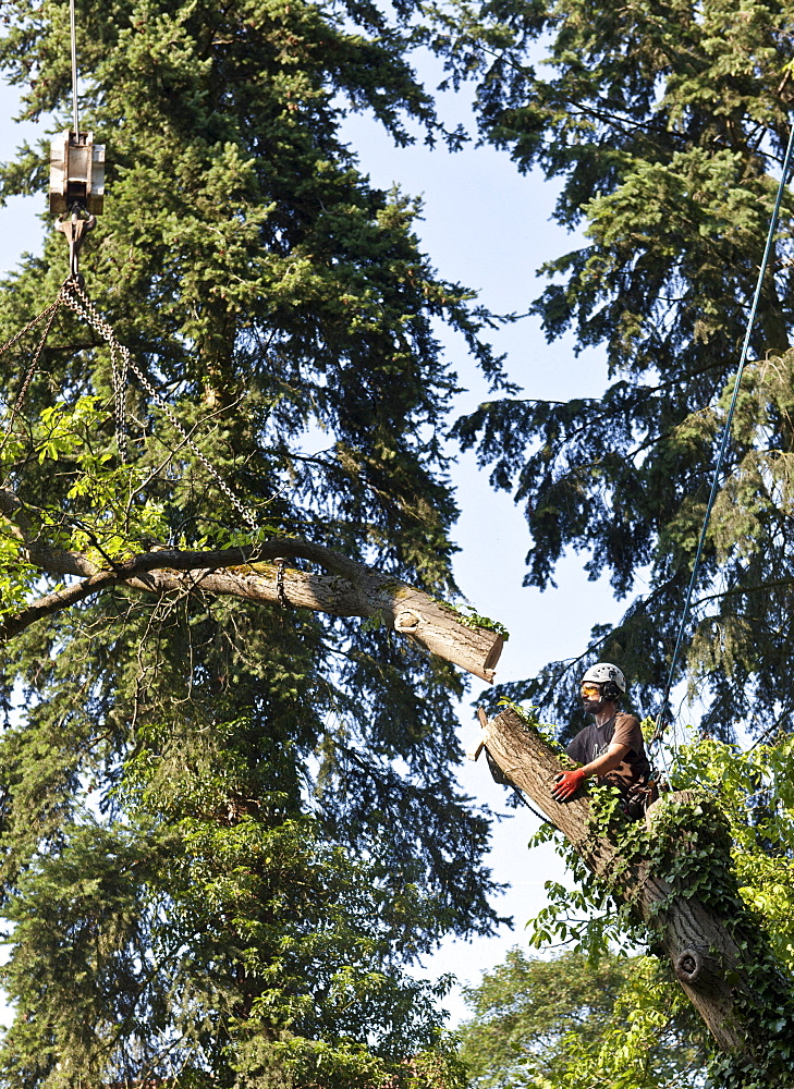 Lumberjack secured by a rope felling a tree piece by piece with a chainsaw, Germany, Europe