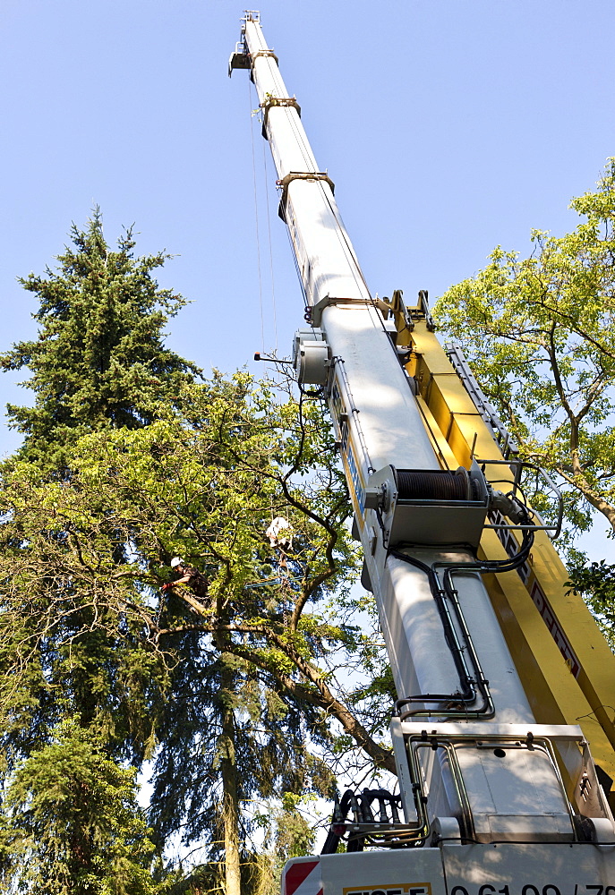 Lumberjack secured by a rope felling a tree piece by piece with a chainsaw, Germany, Europe