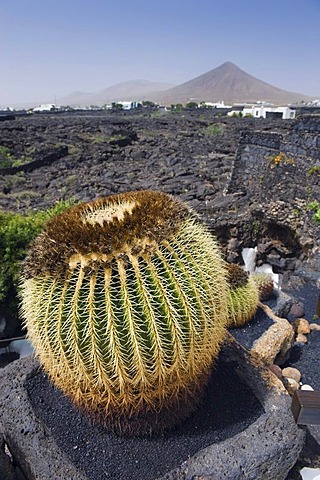 Ball cactus and volcanic, Fundacion Cesar Manrique, a former home of the artist in Tahiche Manrique, Lanzarote, Canary Islands, Spain, Europe