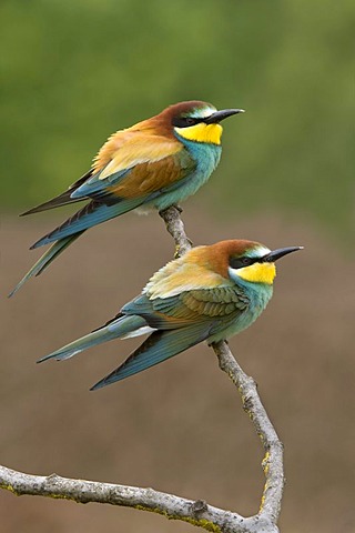 Bee-eaters (Merops apiaster), Pinkafeld, Burgenland, Austria, Europe