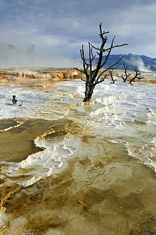 Limestone terraces of Mammoth Hot Springs, Yellowstone National Park, Wyoming, USA, North America