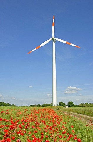 Poppies in front of a wind turbine, Lower Saxony, Germany, Europe